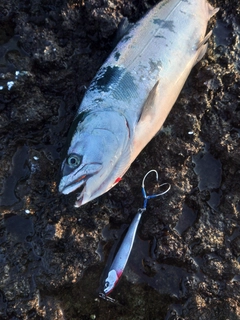 サクラマスの釣果