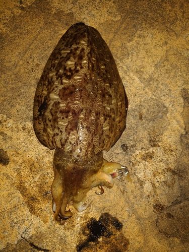 コウイカの釣果