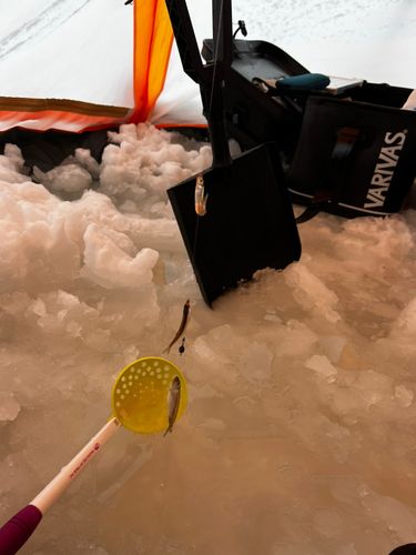 ワカサギの釣果