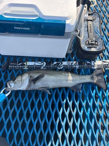 オリジナルメーカー海釣り公園