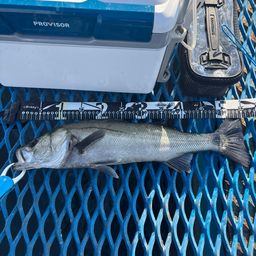 フッコ（マルスズキ）