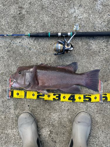 カンダイの釣果