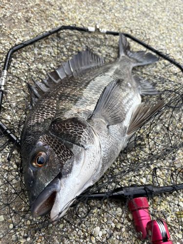 クロダイの釣果