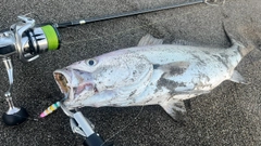 オオニベの釣果