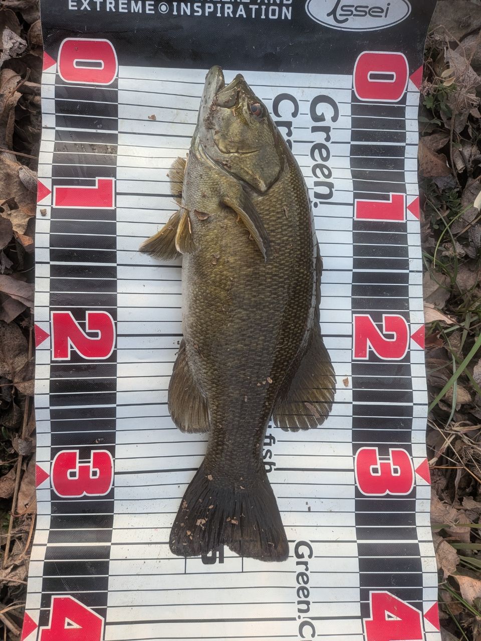 スモールマウスバス