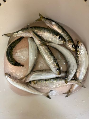 大黒海づり施設