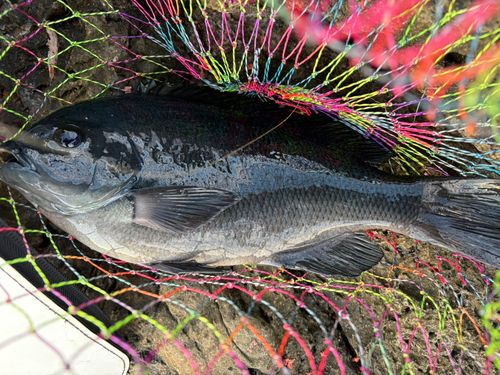 クチブトグレの釣果