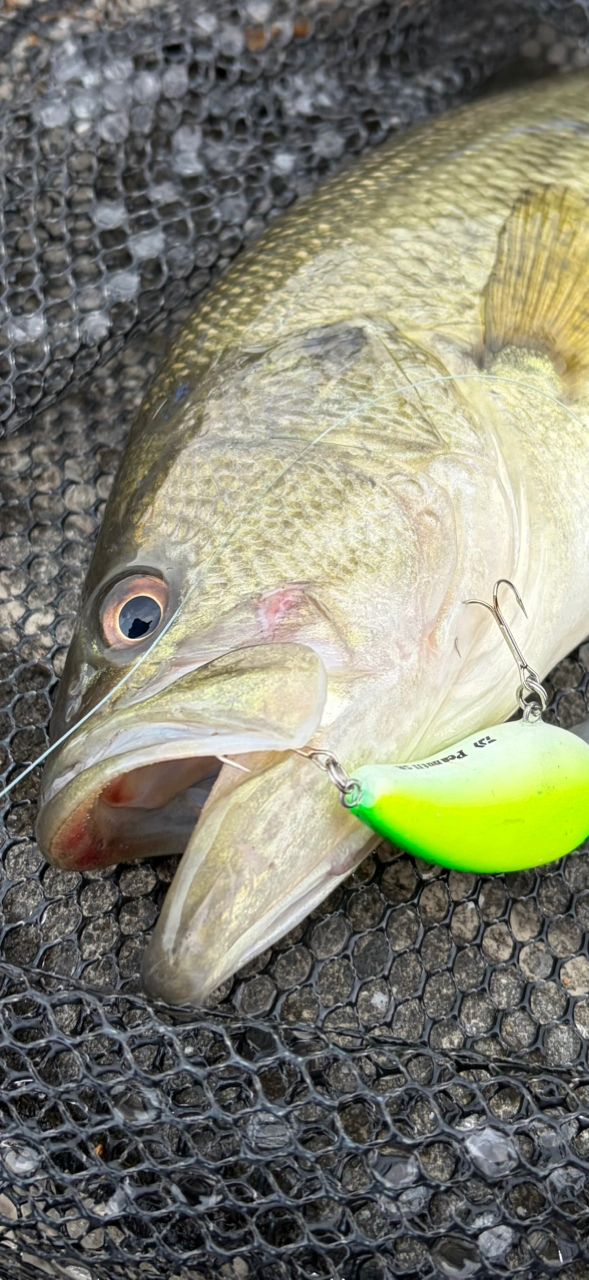 SHIMANO 22エクスプライド 1610M-2の最安値・インプレ・釣果 | 本音の