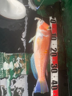 アマダイの釣果