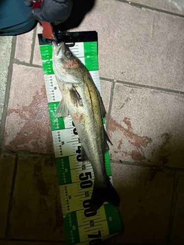 マルスズキの釣果