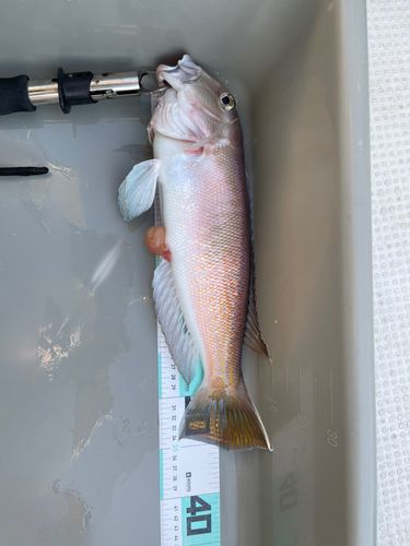 シロアマダイの釣果