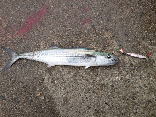 サゴシの釣果