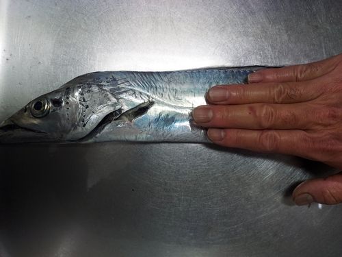 タチウオの釣果