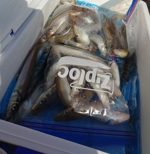 東京湾（アクアライン〜富津）