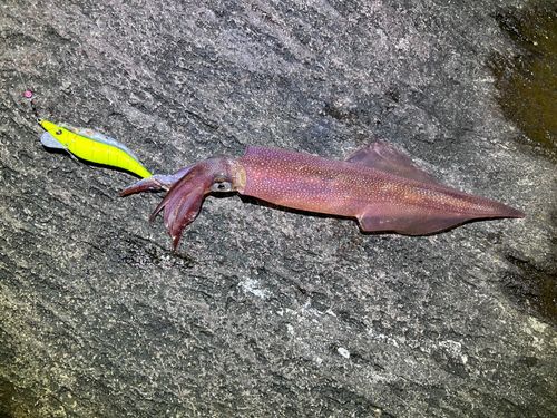 三ツ石（真鶴）