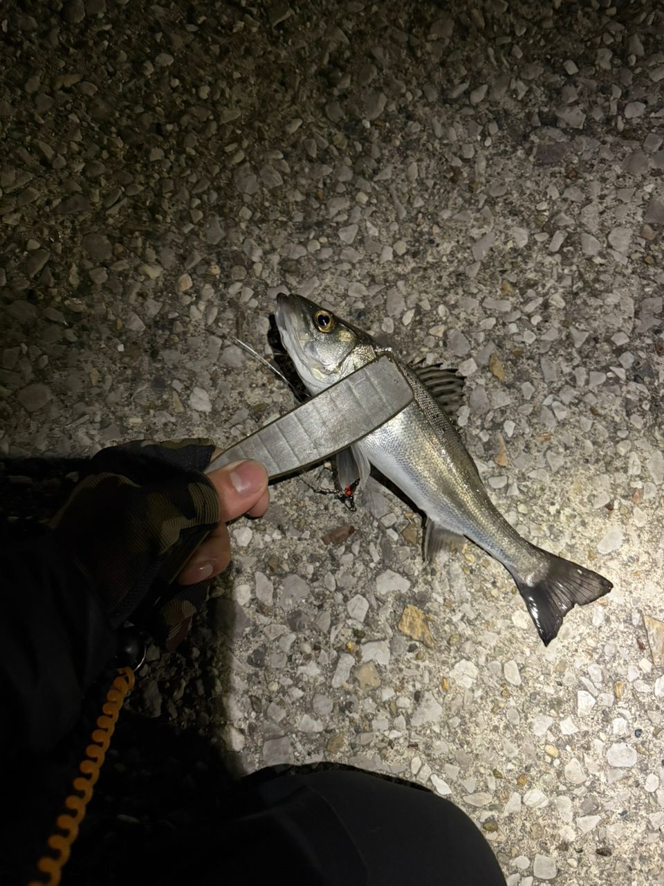 セイゴ（マルスズキ）