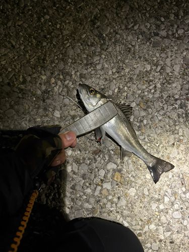 セイゴ（マルスズキ）の釣果