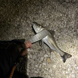 セイゴ（マルスズキ）