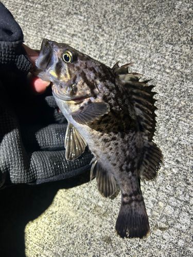 ソイの釣果