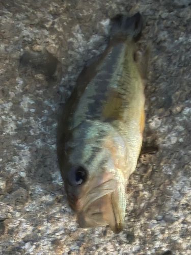 ラージマウスバスの釣果