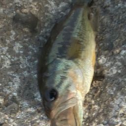 ラージマウスバス