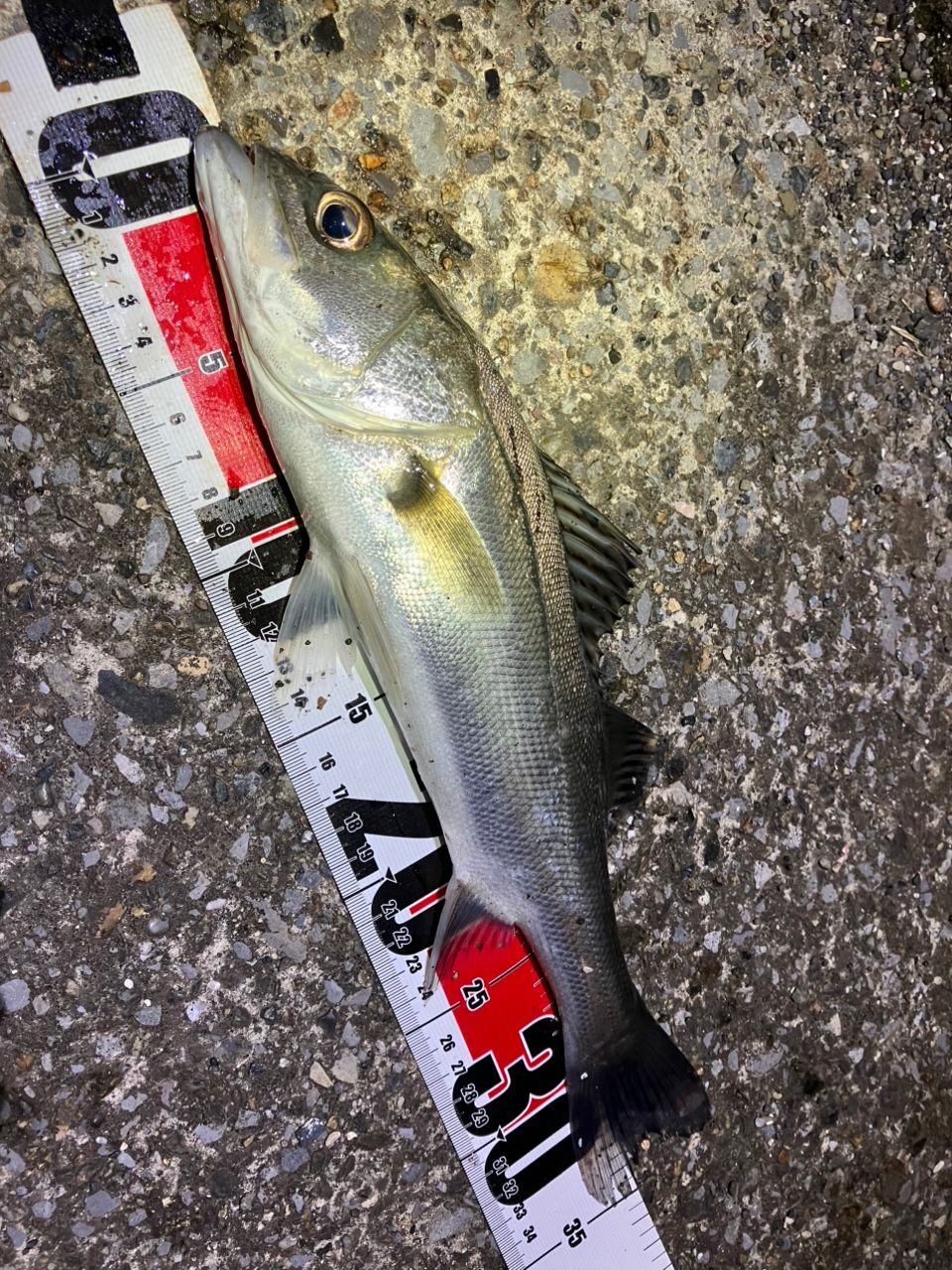 フッコ（マルスズキ）