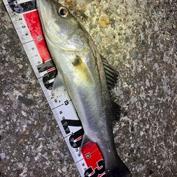 フッコ（マルスズキ）