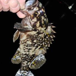 オウゴンムラソイ