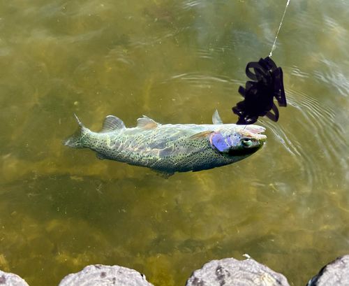 ニジマスの釣果