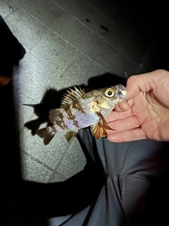 シロメバルの釣果