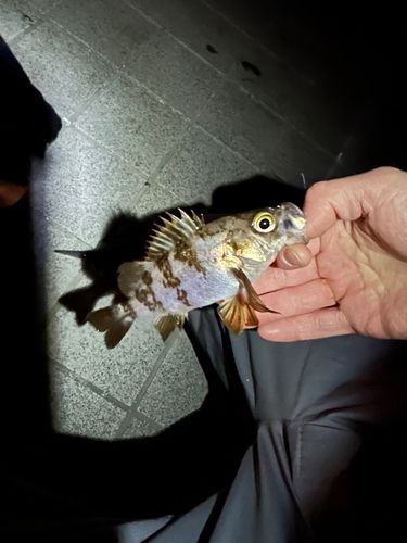 シロメバルの釣果