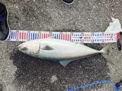 ハマチの釣果