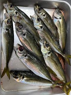 マアジの釣果