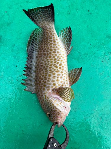 オオモンハタの釣果