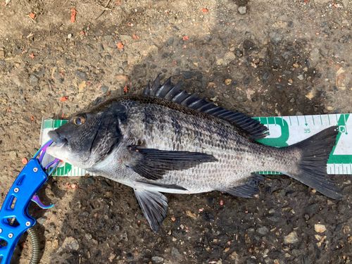 クロダイの釣果