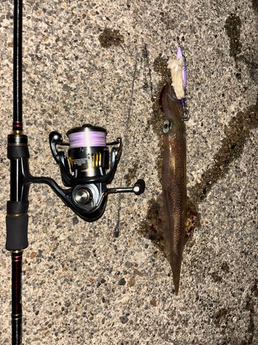 ヤリイカの釣果