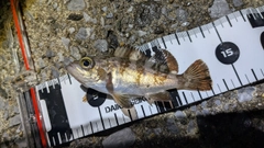 シロメバルの釣果