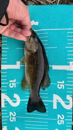 スモールマウスバスの釣果
