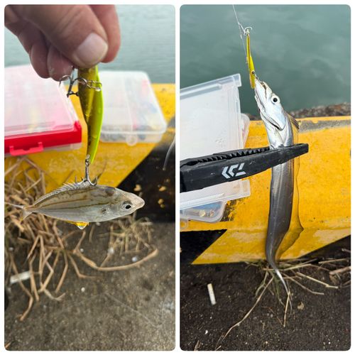 タチウオの釣果