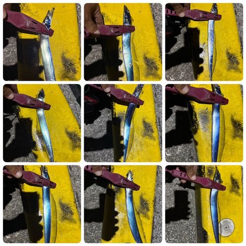 タチウオの釣果