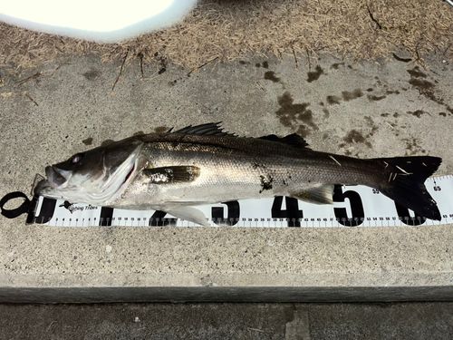 シーバスの釣果