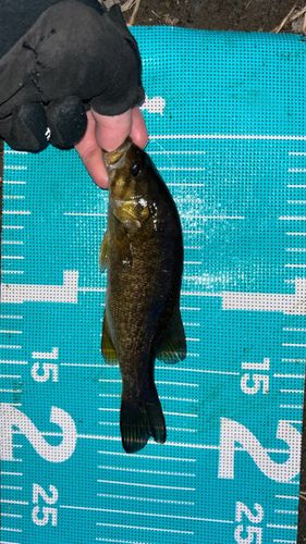 スモールマウスバスの釣果