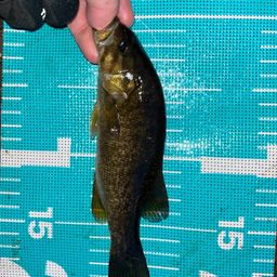 スモールマウスバス