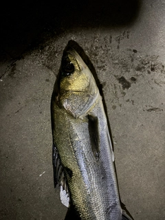 セイゴ（タイリクスズキ）の釣果