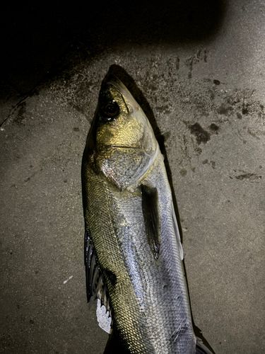 セイゴ（タイリクスズキ）の釣果