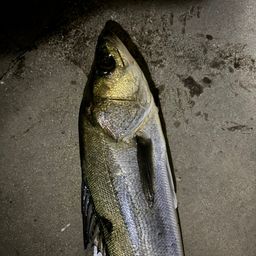 セイゴ（タイリクスズキ）