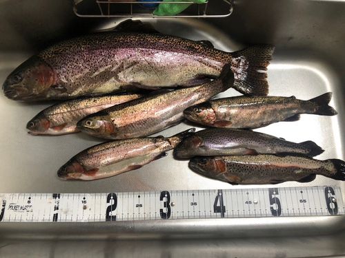 ヤシオマスの釣果