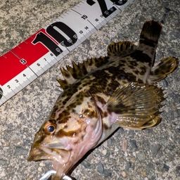 タケノコメバル