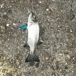 セイゴ（ヒラスズキ）