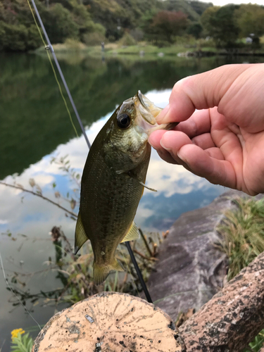 ラージマウスバスの釣果